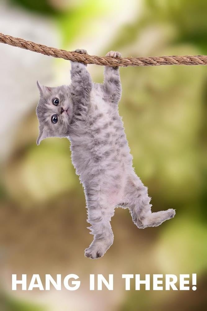 Hang In There Cat Hanging From Branch Funny Retro Motivational Canvas Canvas Print | PB Canvas