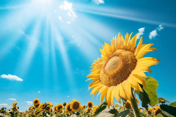 Sunflower 