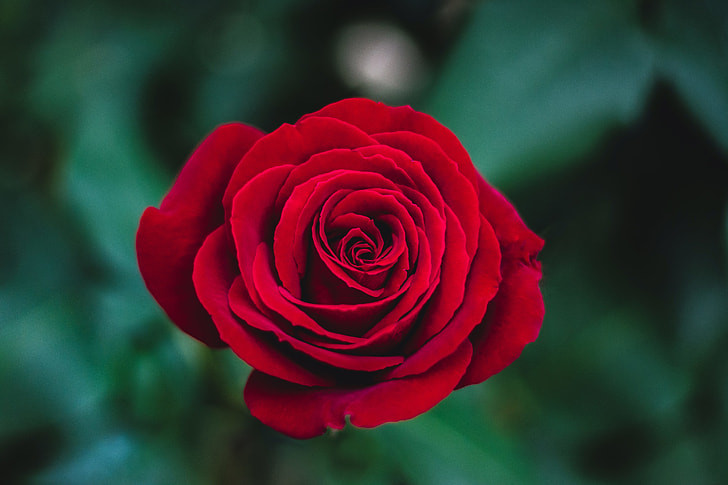 Rose Lover