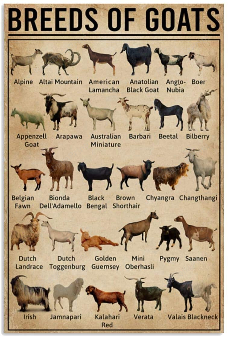 Vintage Breeds Of Goats Canvas Canvas Vintage Breeds Large Wall World Map Canvas Funny Canvas Boards For Painting
