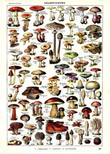 Vintage Mushrooms Chart Mushrooms Retro Canvas Wall Art Vintage Mushrooms Canvas Bag Long Handle Kawaii Labels For Canvas Bins