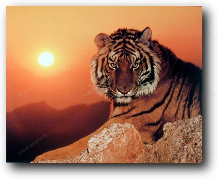 Wild Tiger At Sunset Wildlife Canvas Wild Tiger Personalized Canvas Big Painting Canvas For Kids