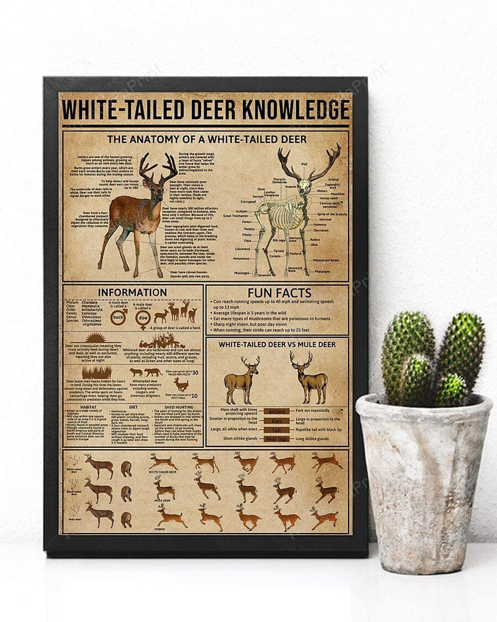 White Tailed Deer Knowledge The Canvas Wall Art White Tailed Cigar Canvas Small Large Canvas For Painting
