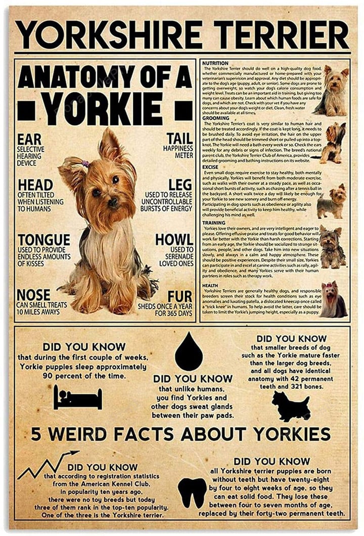 Yorkshire Terrier Knowledge Vertical Unframed Canvas Wall Art Yorkshire Terrier Womens White Canvas Slip On Shoes Fit Paints For Canvas