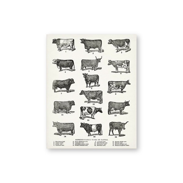 Breeds of Cow Canvas Poster Farmhouse Wall Art