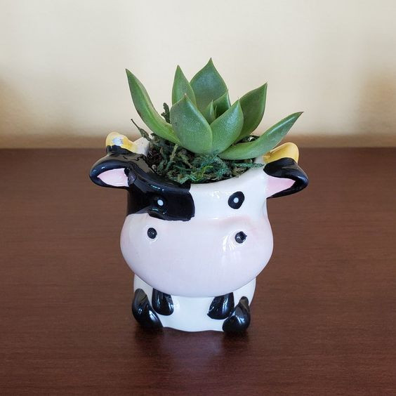 Cute Plant Pot