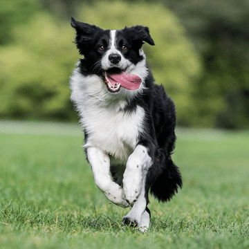 Gift For Border Collie Lovers