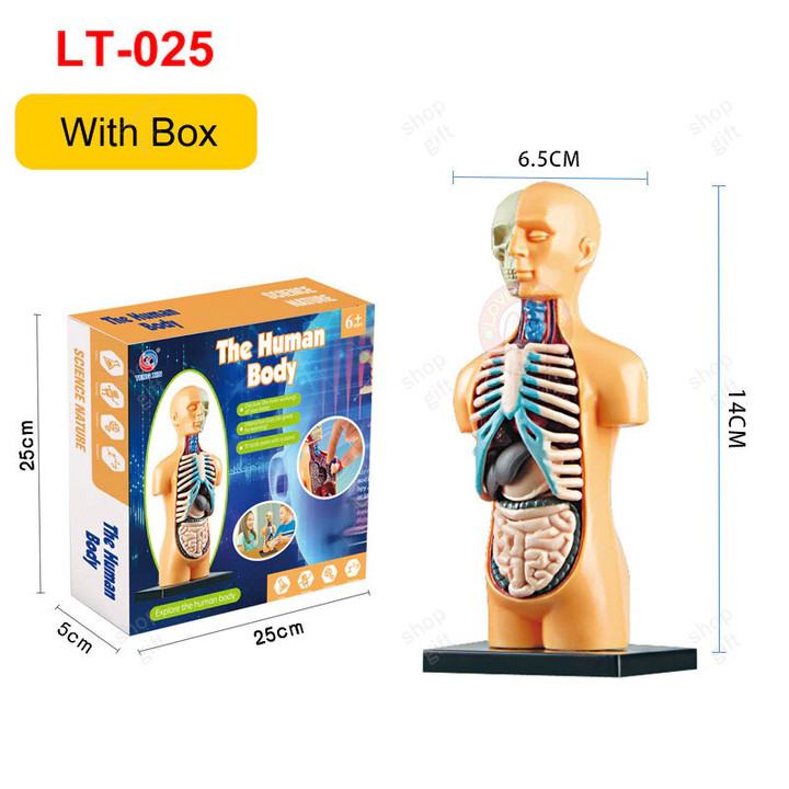 THIS IS A DISCOUNT FOR YOU - 3D Human Body Anatomy Model Children Plastic DIY Skeleton Toy Science Early Learning Aids Educational Toys Kids STEM Game