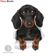 3d-dachshund-decals-cars-laptops-walls-more