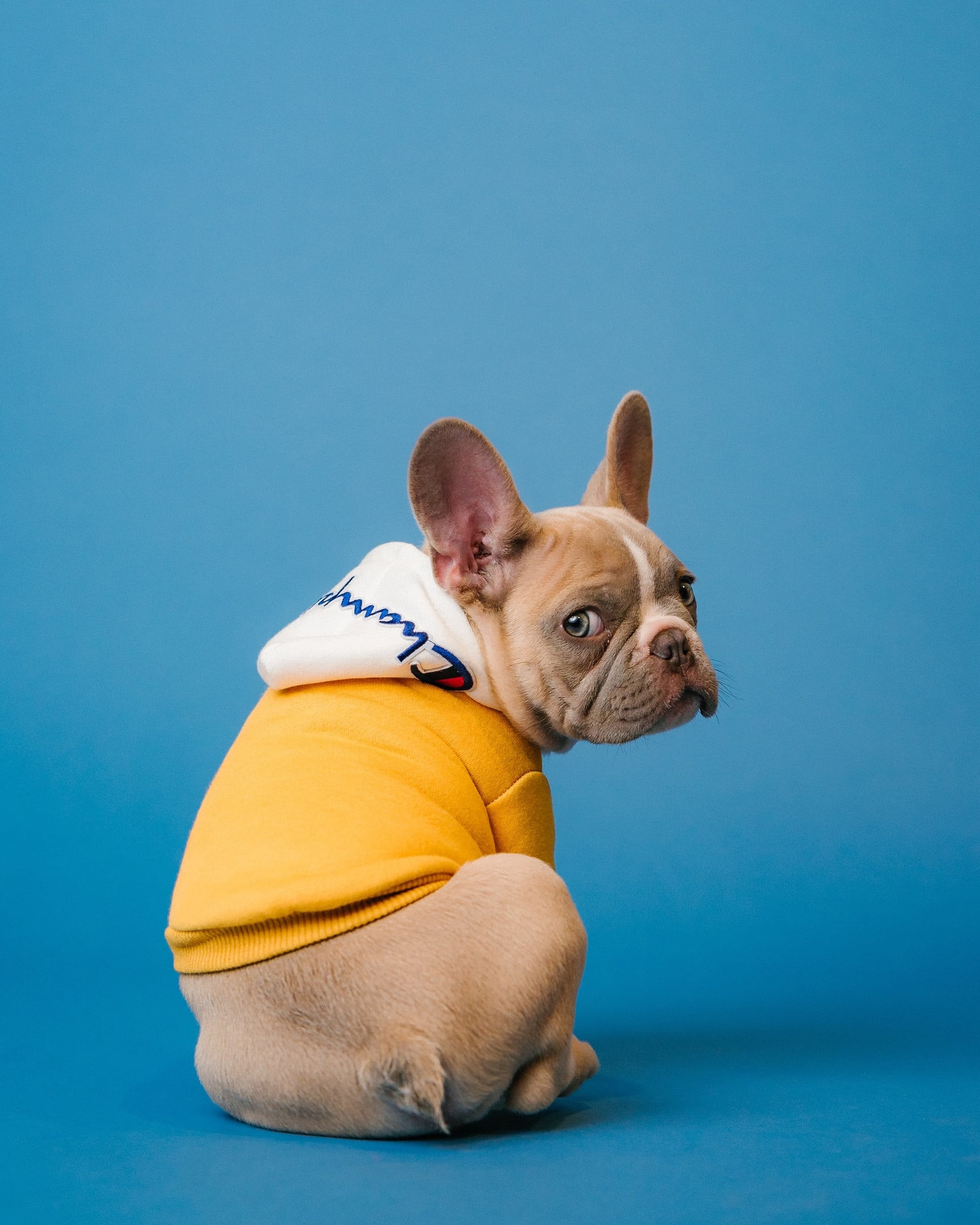 French Bulldog - PupHolic