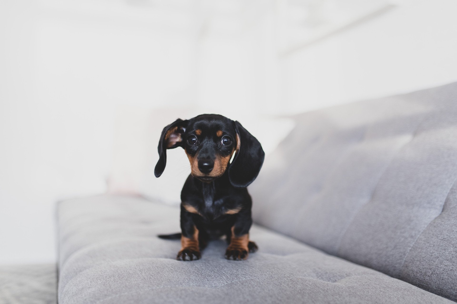 Dachshund Lover Collection