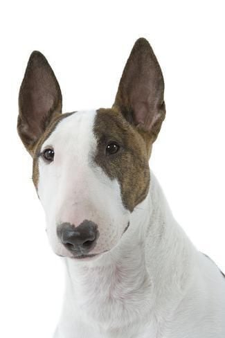 Bull Terrier Lovers Collection