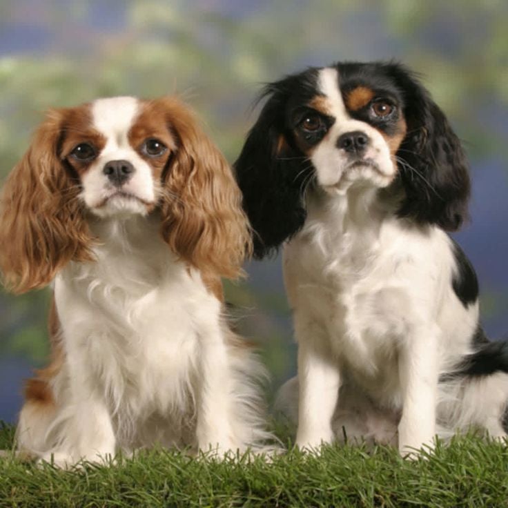 Cavalier King Charles Spaniel Lover Collection