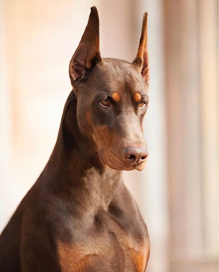 Doberman Lover Collection