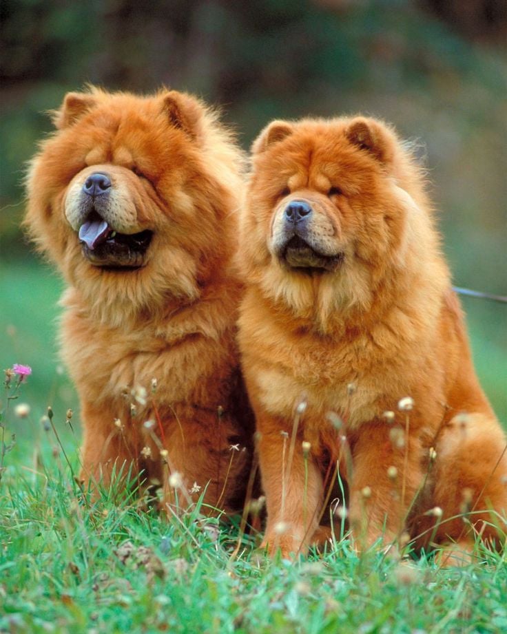 Chow Chow Lover Collection