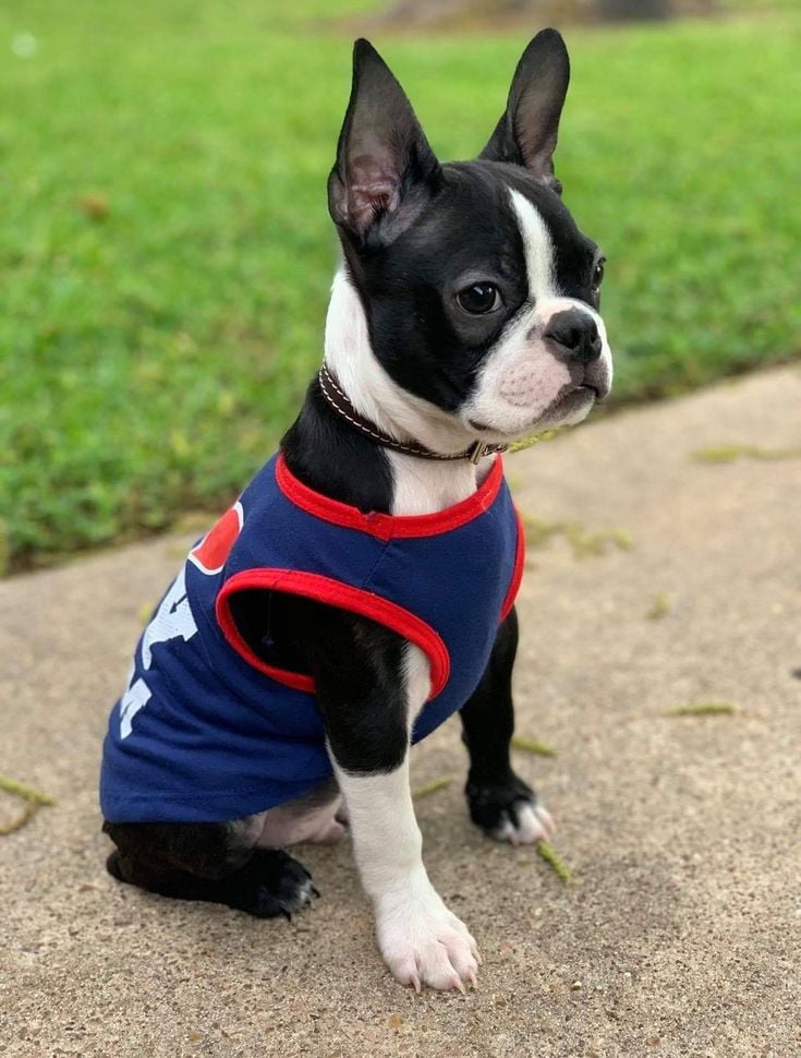 Boston Terrier Lover Collection