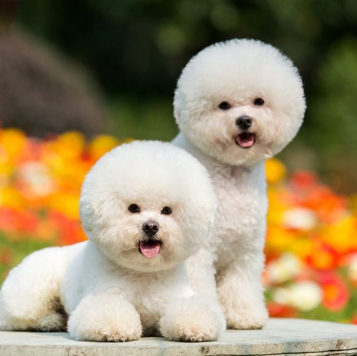 Bichon Frise Lover Collection