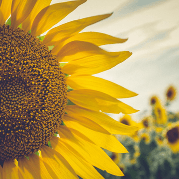 Sunflower Lovers