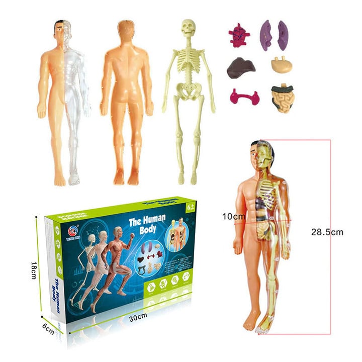 This discount is for you : 🔥Last Day Promotion 78% OFF - 3d Human Body Torso Model for Kid Anatomy Model Skeleton