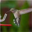 Peter's Hummingbird Feeder