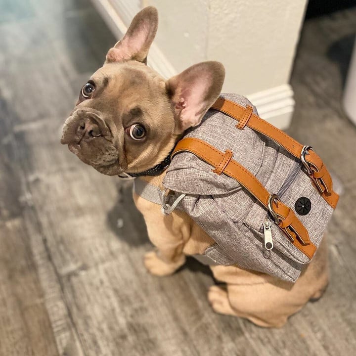 Classic Bulldog Travel Backpack
