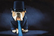 Boss English Bulldog With Suit Print On Canvas