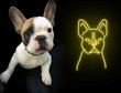 French Bulldog Neon Sign - Custom LED Lights for Home Pet Room Wall Decoration, Animal Signs, Bedroom Kid Room Decor