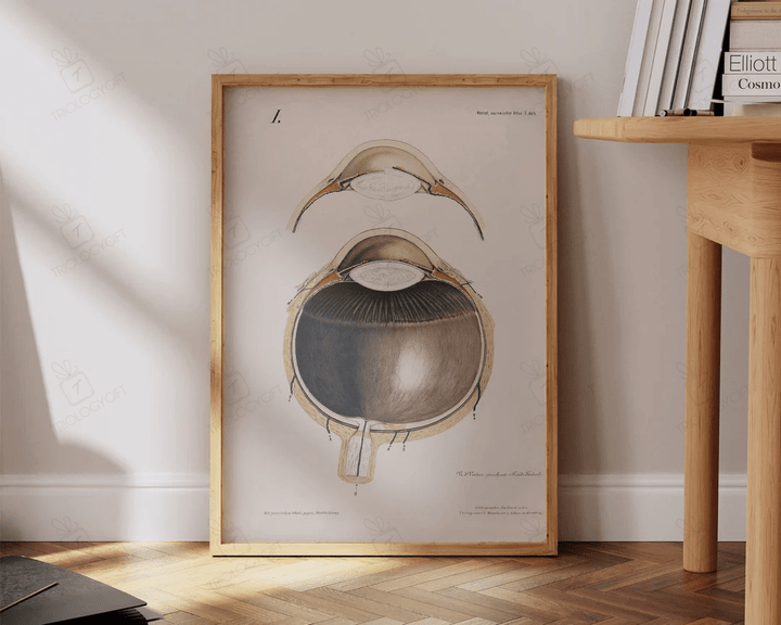 Vintage Human Eye Anatomy Print Ophthalmology Antique Medical Art Large Living Room Office Wall Art Decor Ready To Hang Framed Poster