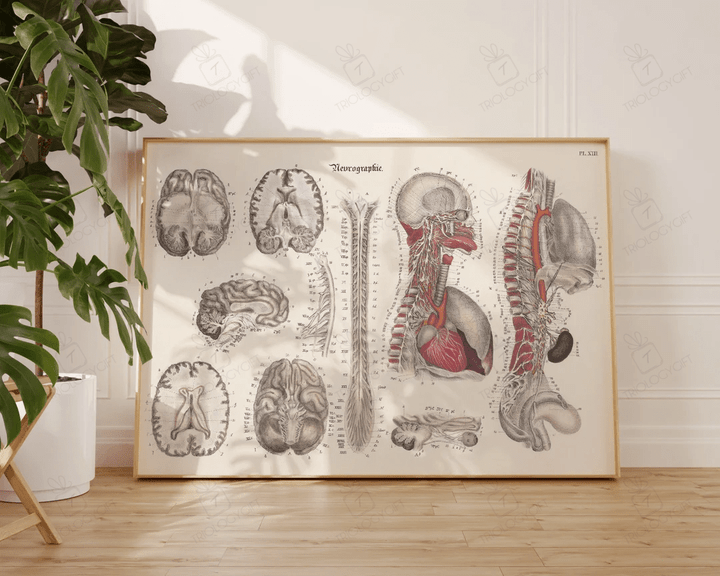 Vintage Anatomy Print Brain Human Macabre Antique Medical Educational Art Large Living Room Office Wall Art Ready To Hang Framed Poster
