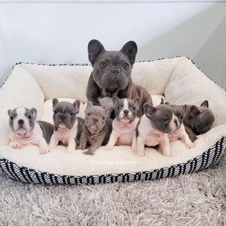 French Bulldog Collection