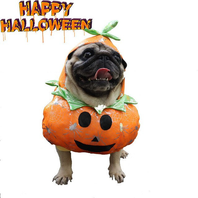 Funny Pug Halloween Costume