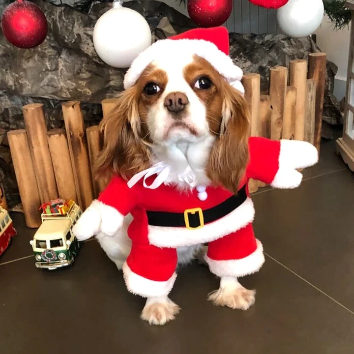 Cute Dog Christmas Santa Costume