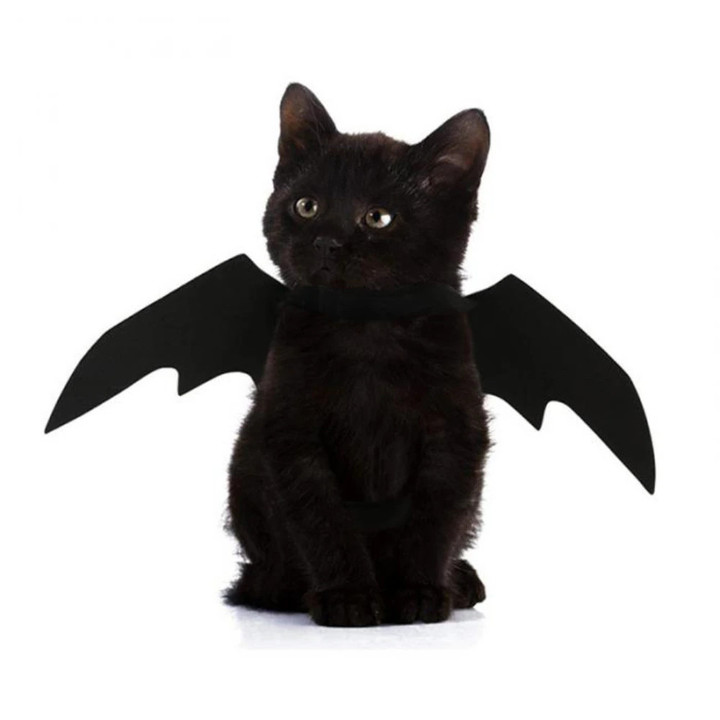 New Cat Wings Halloween 2023