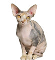 Sphynx Cat Animal Gold Silver Plated Keychain Gift For Bag Car Women Men Male Female Girls Boys Love Jewelry Christmas