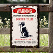 Border Collie Portrait Metal Sign Em
