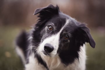 Border Collie Collection