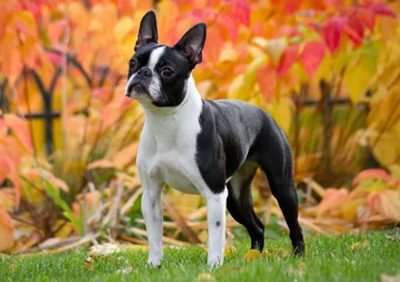 Boston Terrier Collection