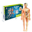 Anatomy Human Body Assembly Toy