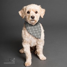 Scottish Scott Black White Ancient Clan Tartan Pets Scarf Pet Dog Bandana