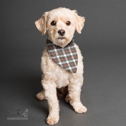 Scottish Stewart Dress Modern Clan Tartan Pets Scarf Pet Dog Bandana