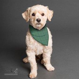 Scottish Ross Hunting Ancient Clan Tartan Pets Scarf Pet Dog Bandana