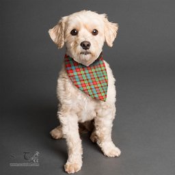 Scottish Ogilvie Clan Tartan Pets Scarf Pet Dog Bandana
