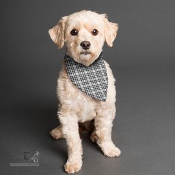 Scottish Scott Black White Modern Clan Tartan Pets Scarf Pet Dog Bandana