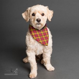 Scottish Scrymgeour Clan Tartan Pets Scarf Pet Dog Bandana