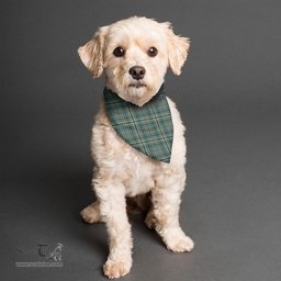 Scottish Scott Green Ancient Clan Tartan Pets Scarf Pet Dog Bandana