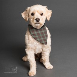 Scottish Scott Brown Ancient Clan Tartan Pets Scarf Pet Dog Bandana