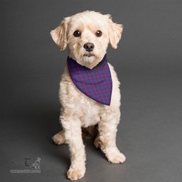 Scottish Pride of Glencoe Clan Tartan Pets Scarf Pet Dog Bandana