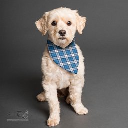 Scottish Strathclyde District Clan Tartan Pets Scarf Pet Dog Bandana