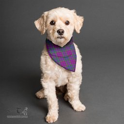 Scottish Wardlaw Modern Clan Tartan Pets Scarf Pet Dog Bandana
