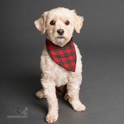 Scottish Wallace Weathered Clan Tartan Pets Scarf Pet Dog Bandana